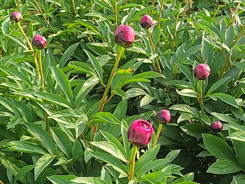 芍药基地