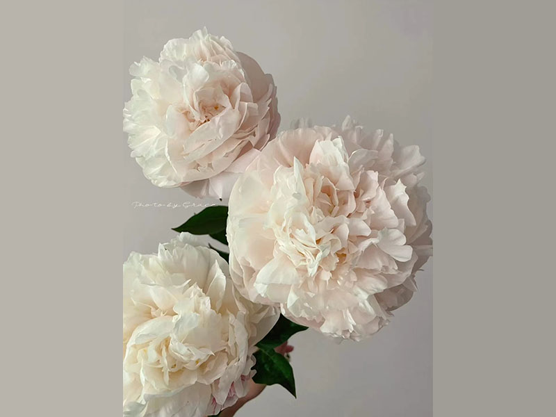 高级艺术 中早期 花径极大 花味浓
