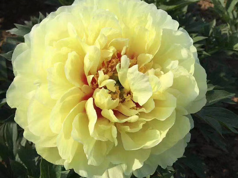早期芍药