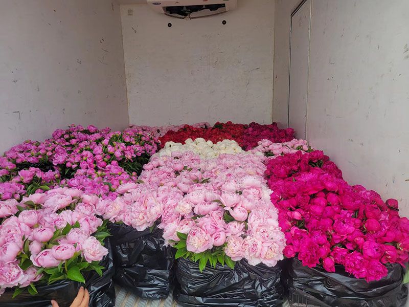 芍药基地