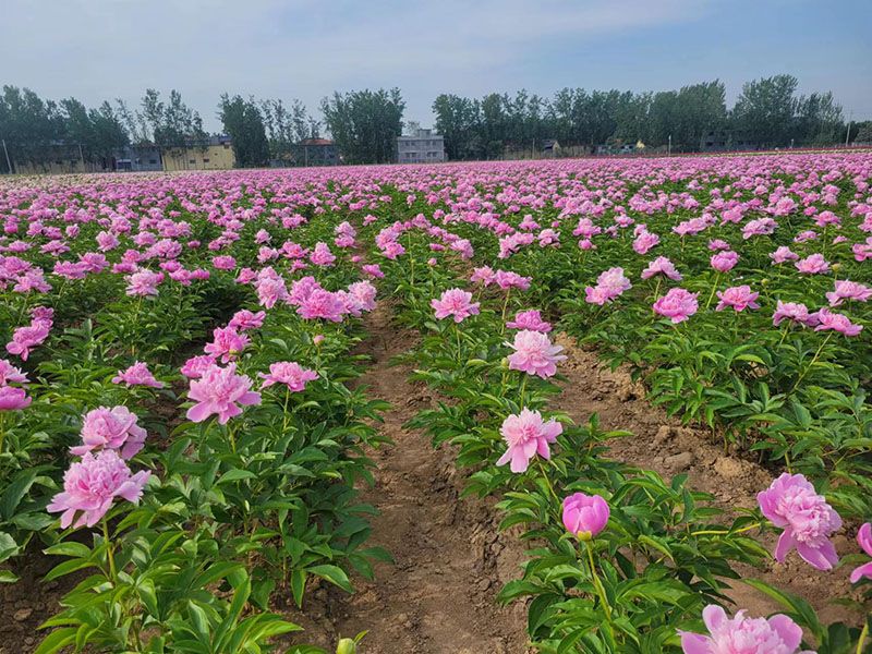芍药基地