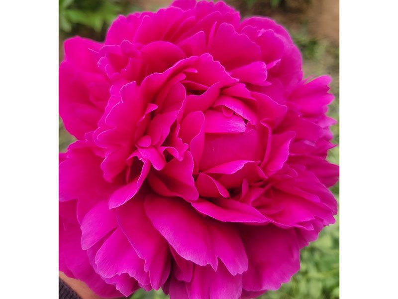 红富士 中早期 花径极大 重瓣型